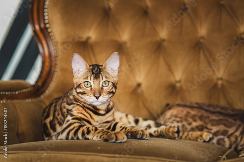 Front view at cute bengal cat lying under the sofa looking at camera in studio photo