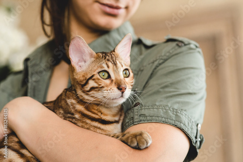 Crop view at anonymous woman holding beautiful bengal cat looking aside in studio