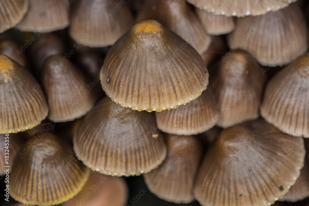 Mushrooms connected Mushrooms connected