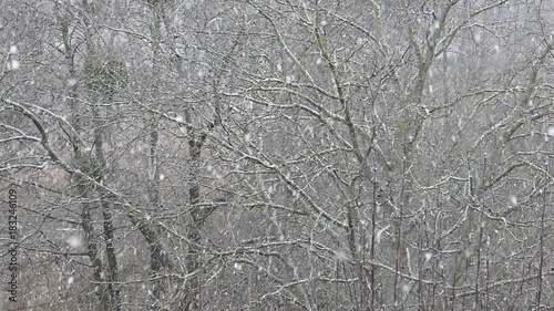 Wallpaper Mural The first snow in the forest. Early winter Torontodigital.ca