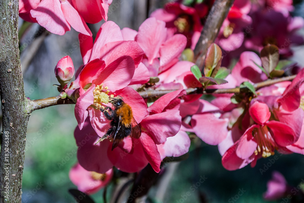Bumblebee collecting pollen on a spring day from flower of Japanese roses in the garden Bumblebee collecting pollen on a spring day from flower of Japanese roses in the garden