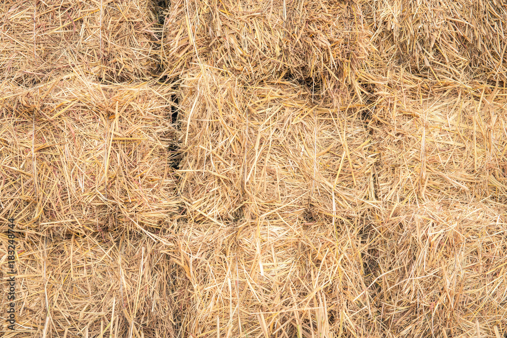Bales of rice straw in countryside at harvest time Bales of rice straw in countryside at harvest time