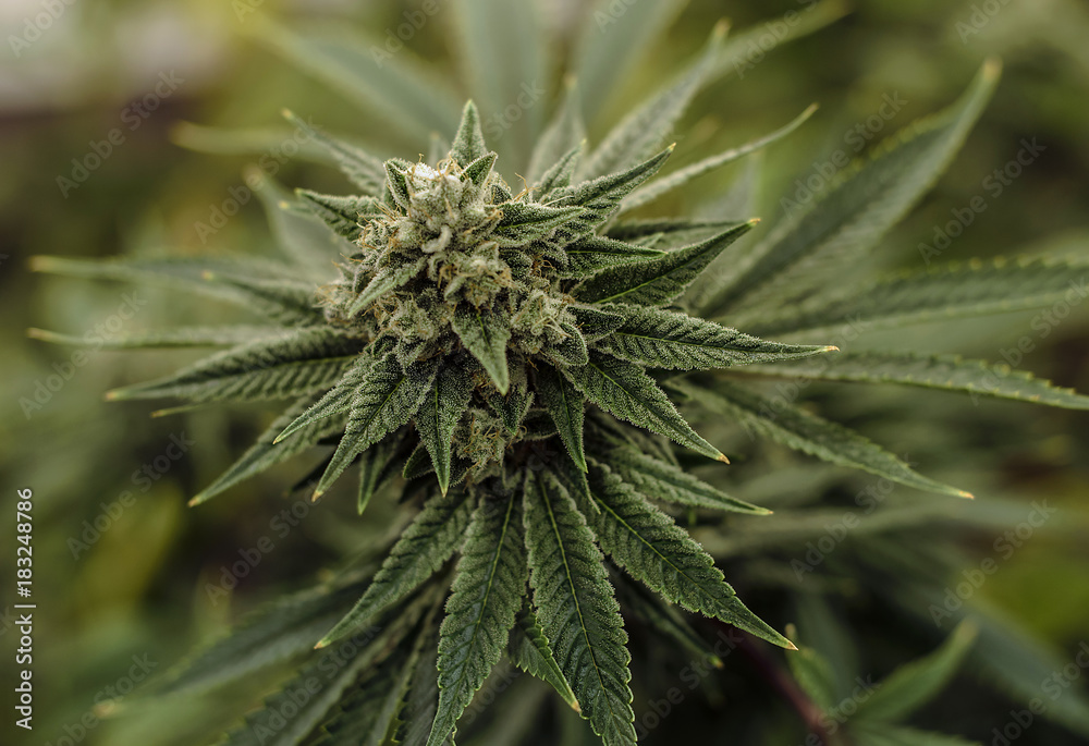Live Cannabis Plant Macro Bud Shot Live Cannabis Plant Macro Bud Shot