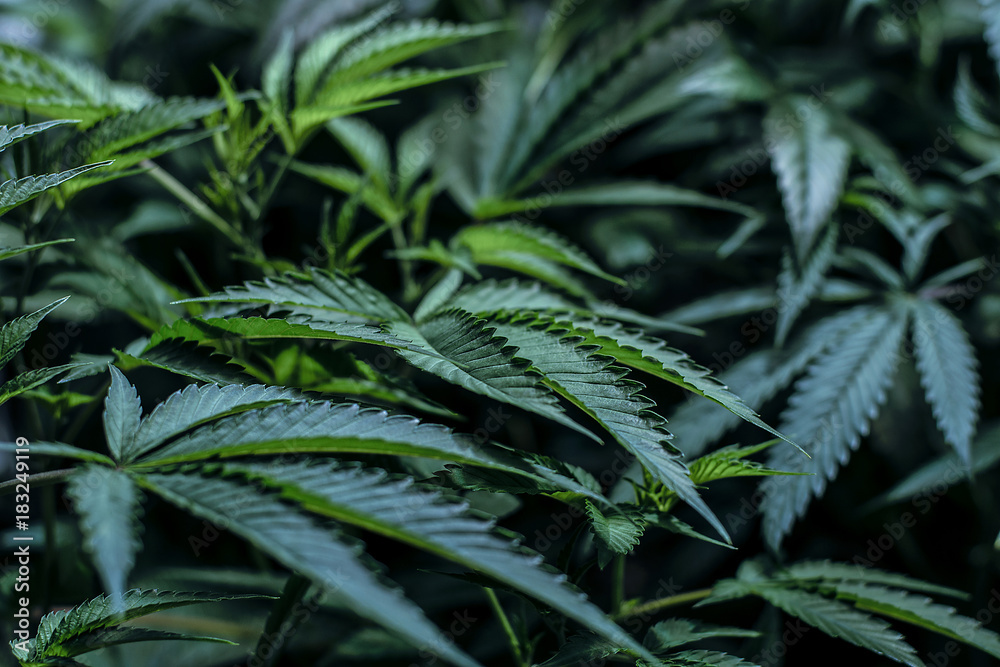Live Cannabis Plant Macro Bud Shot Live Cannabis Plant Macro Bud Shot