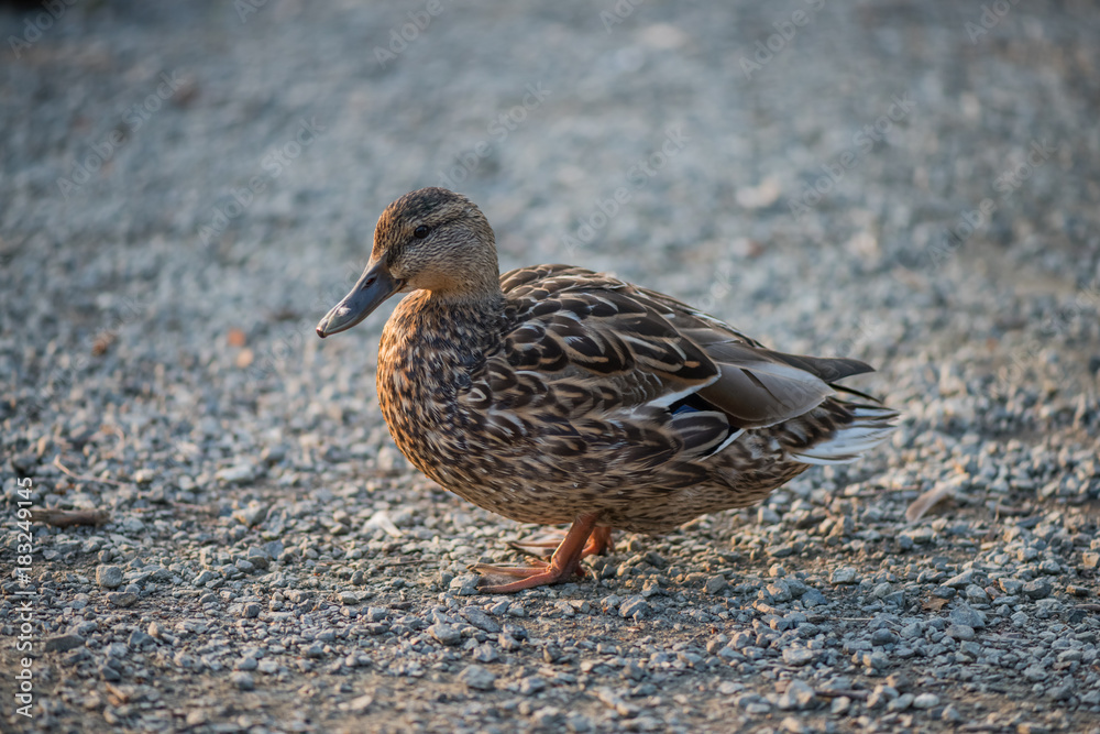 Wild female duck standing on small stones on a solid light grey background with space for text Wild female duck standing on small stones on a solid light grey background with space for text