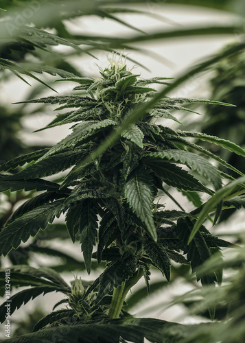 Live Cannabis Plant Macro Bud Shot
