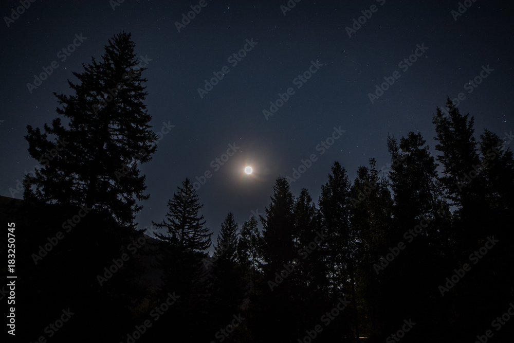 Moon Trees Moon Trees