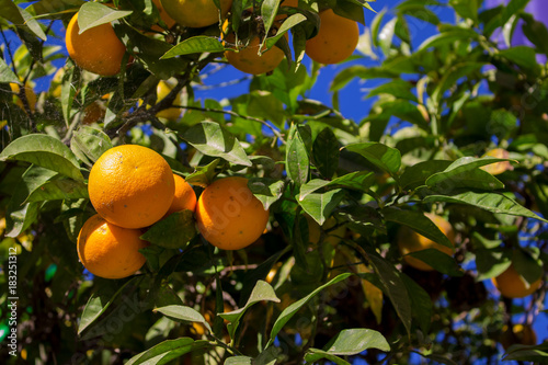 Orange fruit. Orange tree with fruits. Spain.