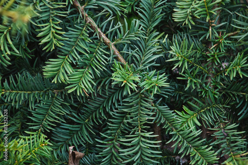 Branches of Canada or Canadian yew (Taxus canadensis) 