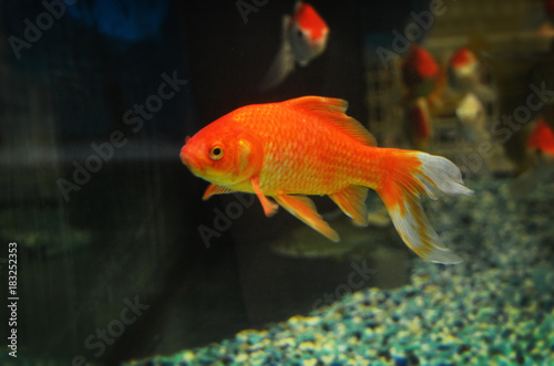 One Goldfish