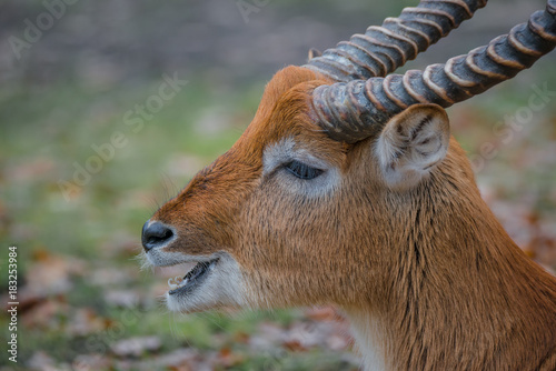 African golden antelope resting at the ground