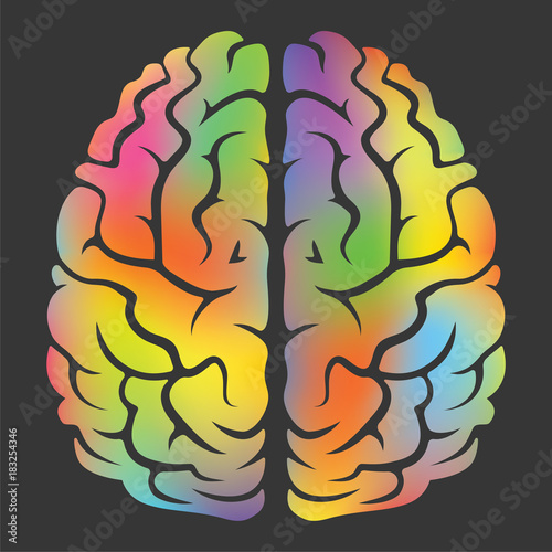 The human brain