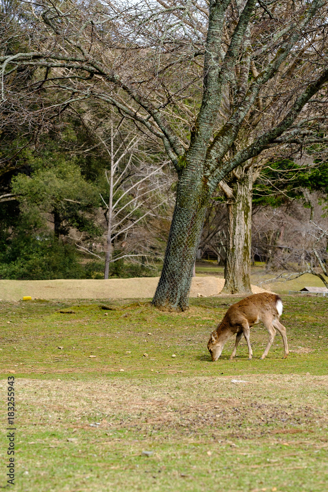 Deer eating grass at Nara park during a sunny day with nature background
