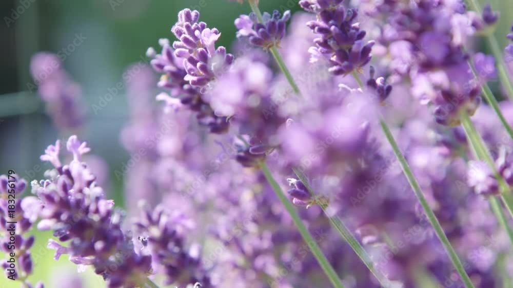SLOW MOTION DOF Light summer breeze in a beautiful violet field of lavender on sunny day. Stunning lilac herb garden flourishing in sunlit Provence. Lavandula flowers blooming on sandy soil in France. SLOW MOTION DOF Light summer breeze in a beautiful violet field of lavender on sunny day. Stunning lilac herb garden flourishing in sunlit Provence. Lavandula flowers blooming on sandy soil in France.