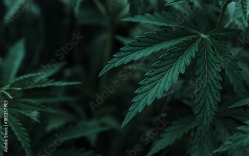  marijuana background. bush cannabis.