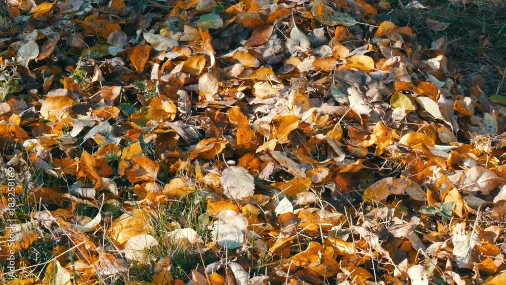 Autumn yellow fallen leaves on a ground in the forest Autumn yellow fallen leaves on a ground in the forest