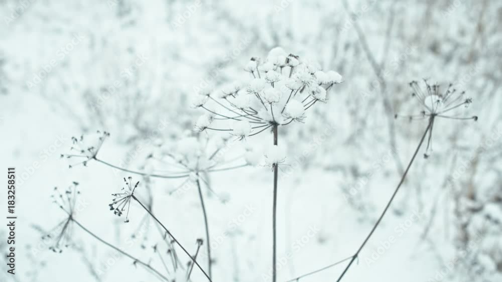 Winter landscape in details. Composition of few snow-covered herbs closeups.