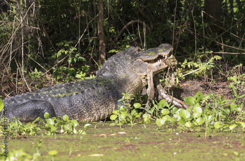 American alligator (Alligator mississippiensis) eating a deer, Brazos Bend state park, Needville, Texas, USA.