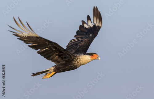 Northern crested caracara (Caracara plancus) flying, Galveston, Texas, USA. photo