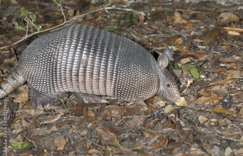 Obraz premium Nine-banded Armadillo (Dasypus novemcinctus), adult, foraging at night, Brazos Bend State Park, Needville, Texas, USA.