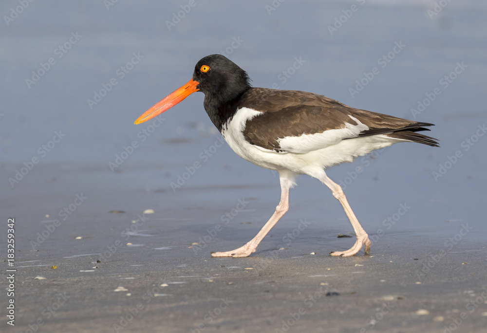 American oystercatcher (Haematopus palliatus) at the ocean coast, Galveston, Texas, USA. American oystercatcher (Haematopus palliatus) at the ocean coast, Galveston, Texas, USA.