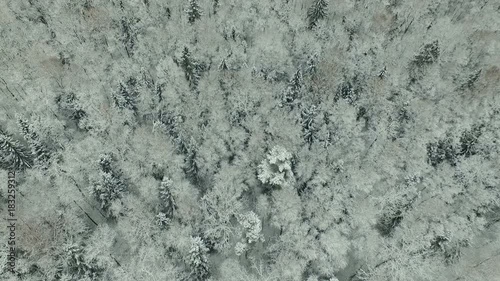 Winter forest aerial view photo