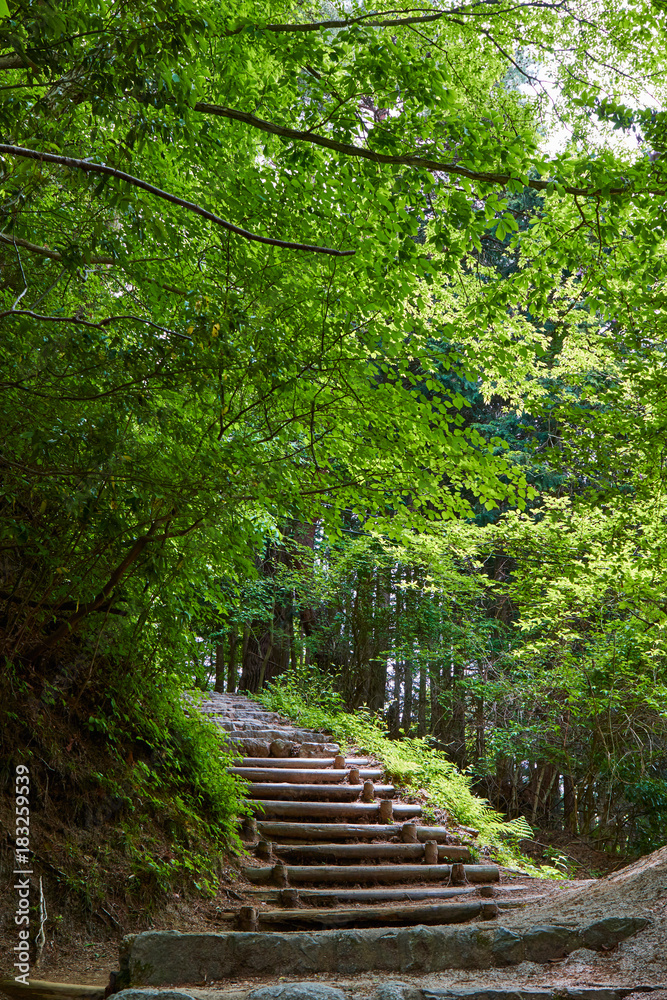 Obraz premium 金剛山の新緑