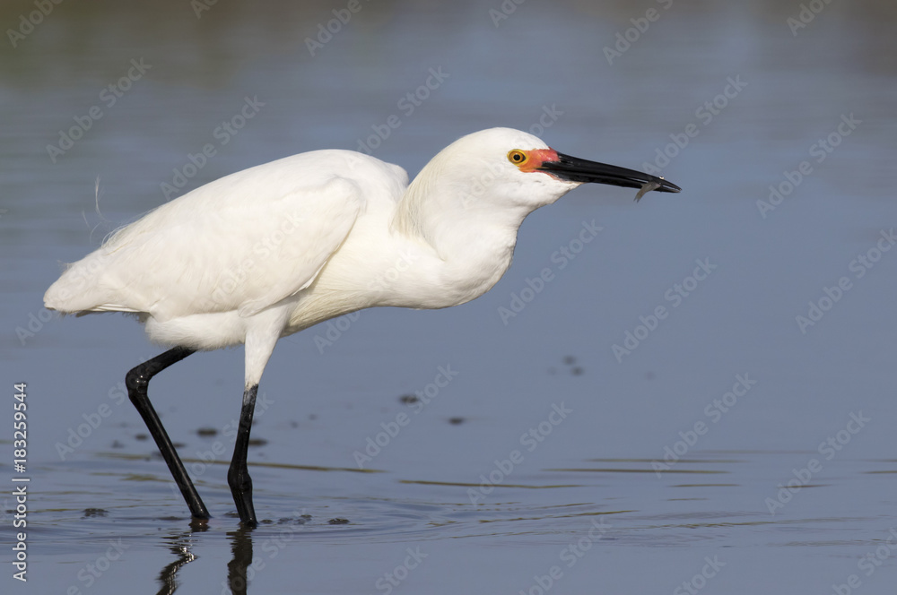Snowy egret (Egretta thula) hunting in tidal marsh, Galveston, Texas, USA. Snowy egret (Egretta thula) hunting in tidal marsh, Galveston, Texas, USA.