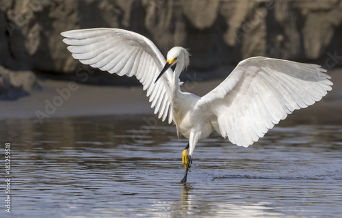 Snowy egret (Egretta thula) hunting in tidal marsh, Galveston, Texas, USA.