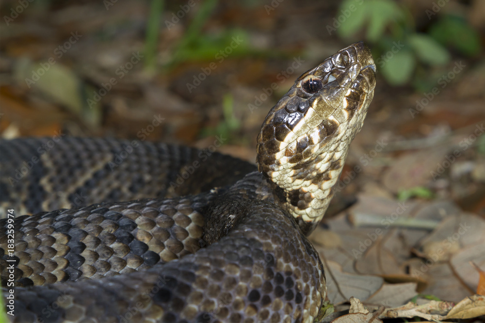 Fototapeta premium Cottonmouth or Water Moccasin (Agkistrodon piscivorus) portrait, Galveston, Texas, USA.
