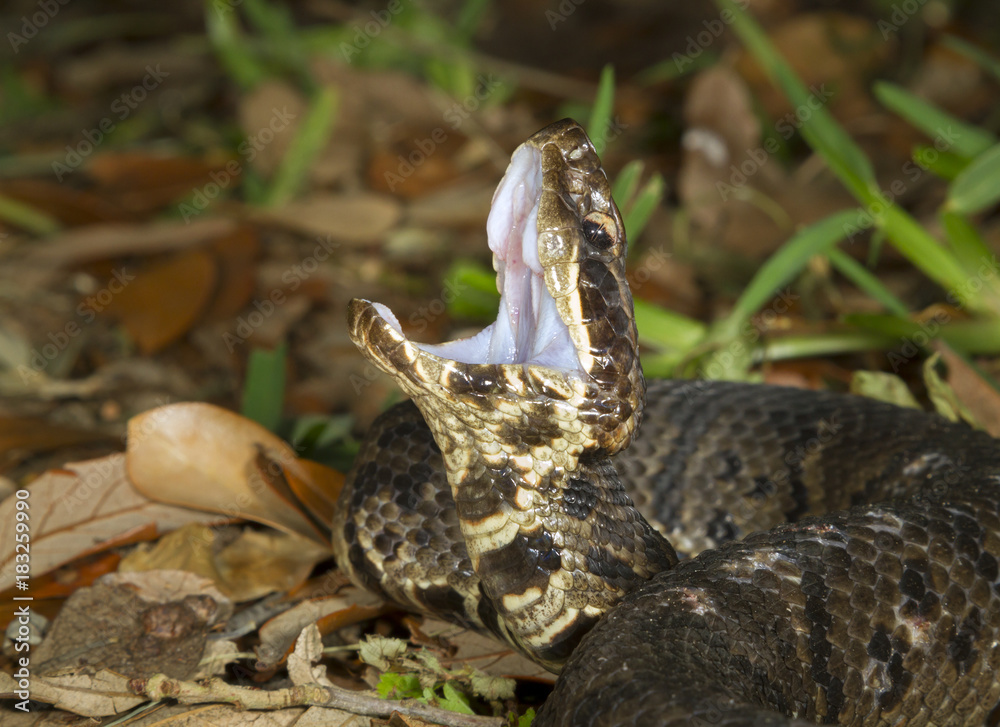 Cottonmouth Or Water Moccasin (Agkistrodon Piscivorus) Displaying The ...