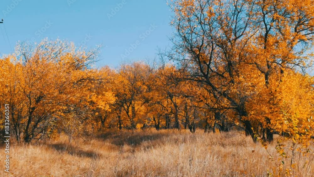 Beautiful autumn yellow trees in a forest. Autumn foliage falls to the ground Beautiful autumn yellow trees in a forest. Autumn foliage falls to the ground