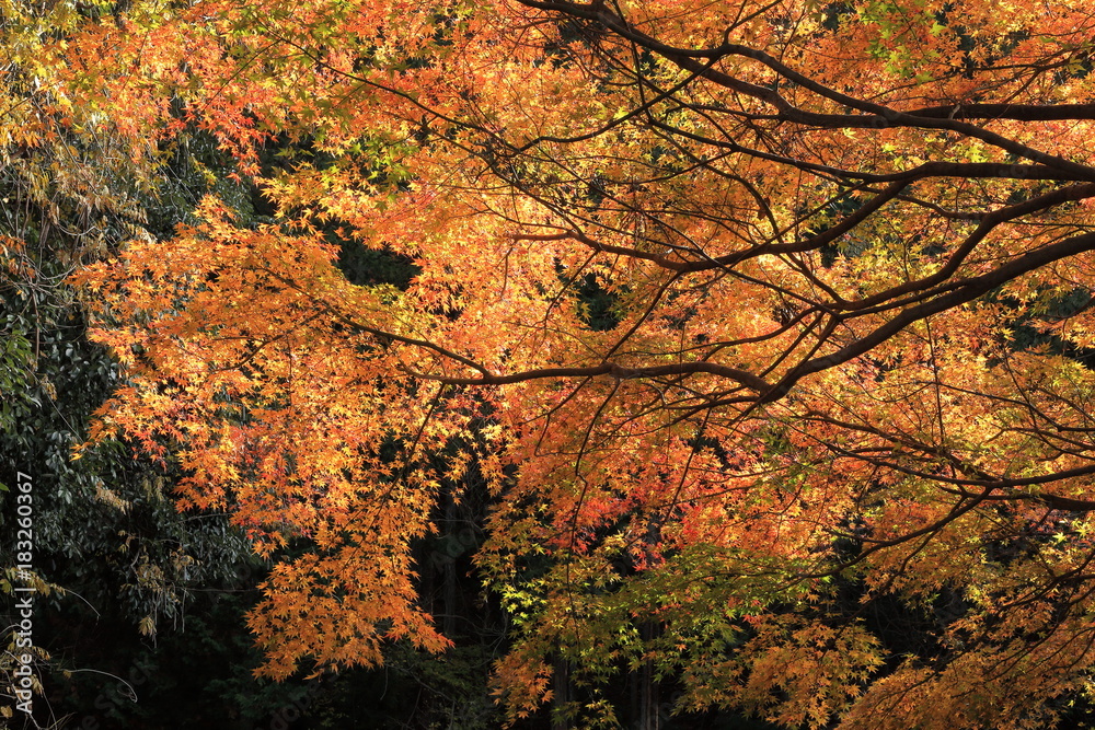 Autumn in Kyoto, Japan