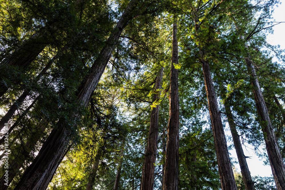 Fototapeta premium Early morning sunlight filters through a dense redwood forest in California