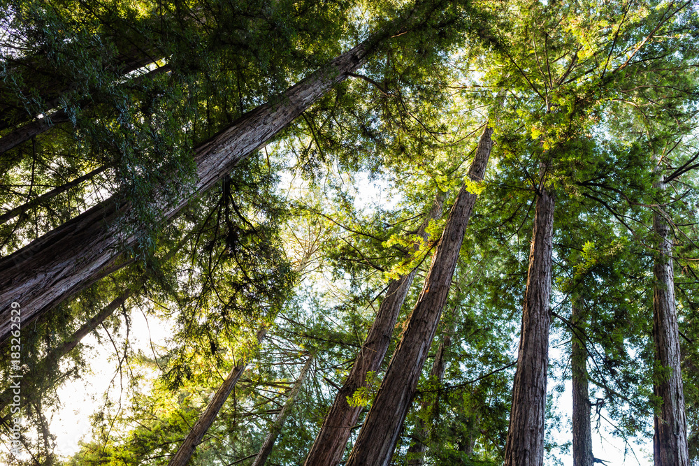 Fototapeta premium Early morning sunlight filters through a dense redwood forest in California