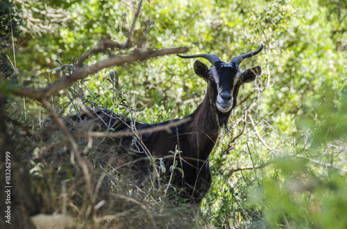 Fototapeta Naklejka Na Ścianę i Meble -  close-up of front of goat kefalonia