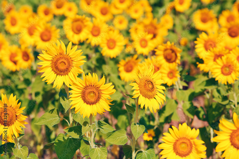 Sunflowers field in Thailand