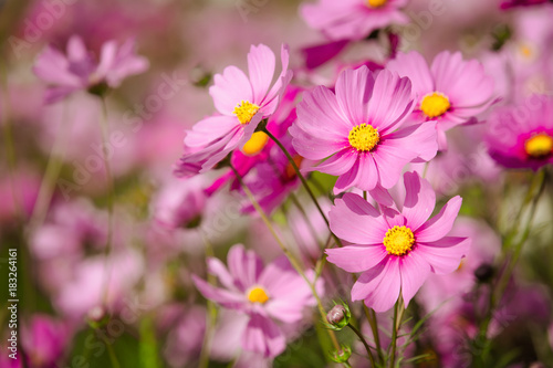 Fototapeta Naklejka Na Ścianę i Meble -  Blooming pink cosmos flower in green field