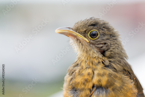 rufous-bellied thrush