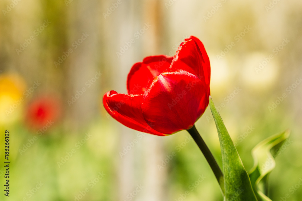 Obraz premium Beautiful red tulip on a yellow background