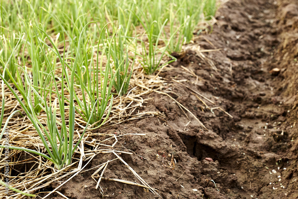 The bed of onion in summer The bed of onion in summer