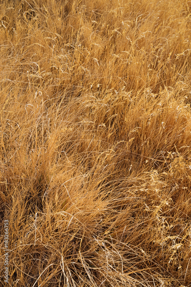 Fototapeta premium Dried Tall Grass Background