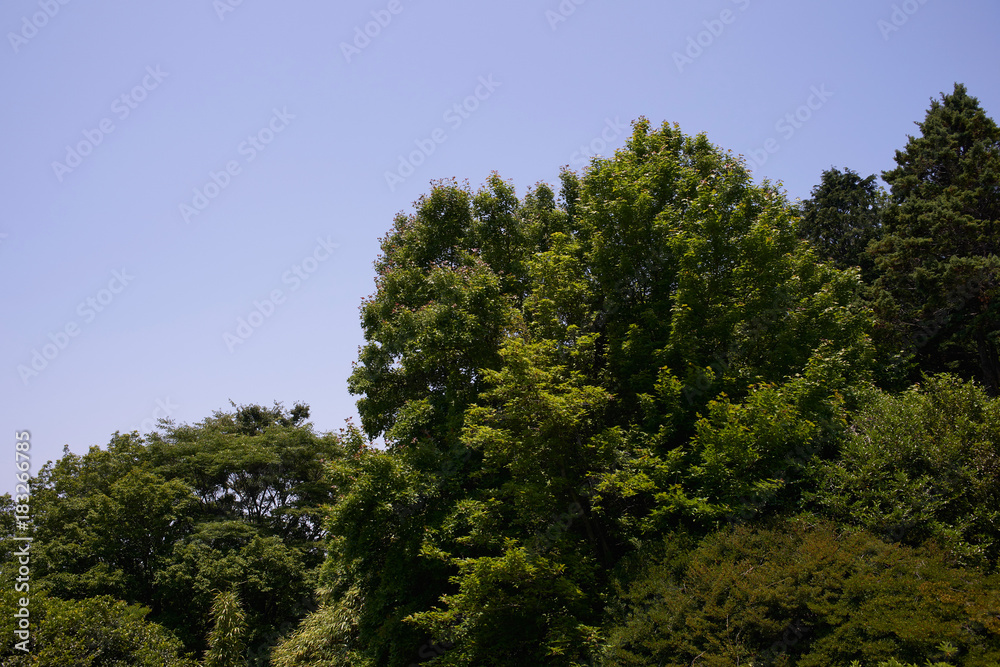 生駒山の新緑 生駒山の新緑