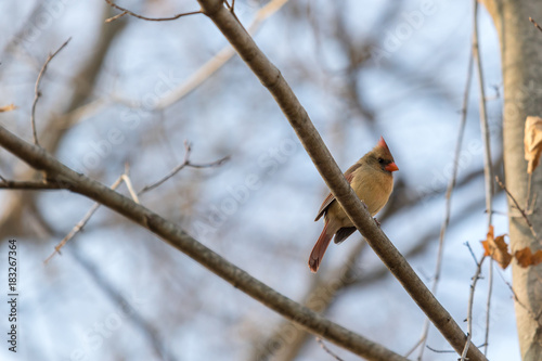 Northern Cardinal
