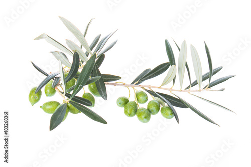 Olive branch with green olives isolated on white background. Green olives with leaves. Copy space. © Artem