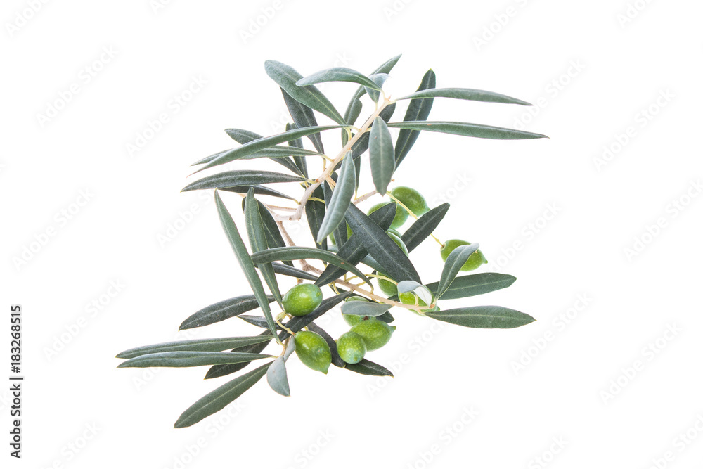 Fototapeta premium Olive branch with green olives isolated on white background. Green olives with leaves. Copy space.