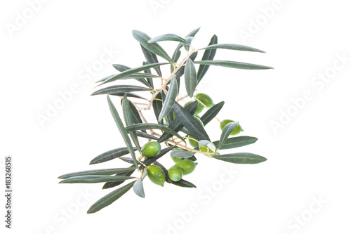 Olive branch with green olives isolated on white background. Green olives with leaves. Copy space.