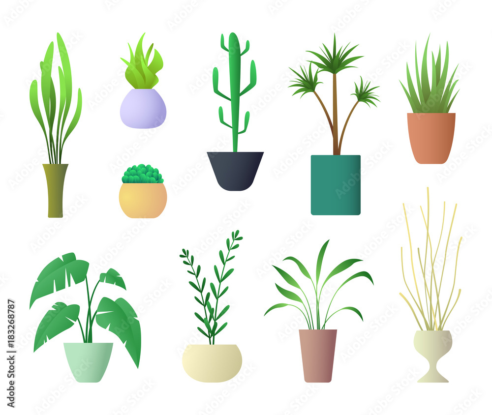 Plants Interior for Home Hotel or Office. Vector illustration of Potted Plant. Plants Interior for Home Hotel or Office. Vector illustration of Potted Plant.