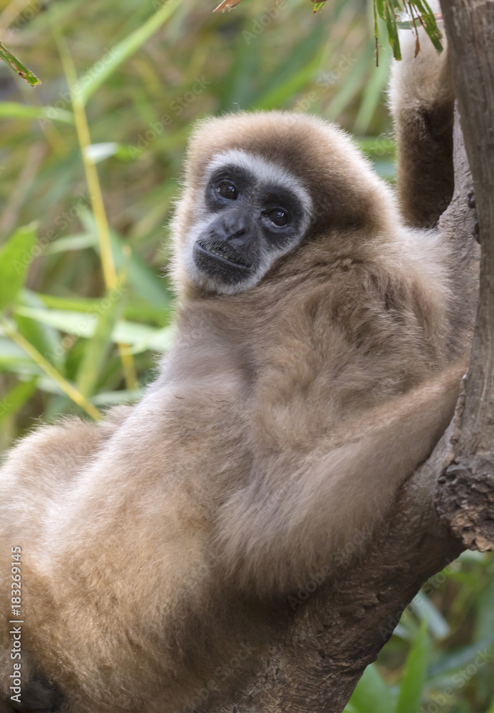Obraz premium Lar gibbon
