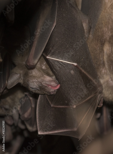 Egyptian fruit bats (Rousettus aegyptiacus) photo